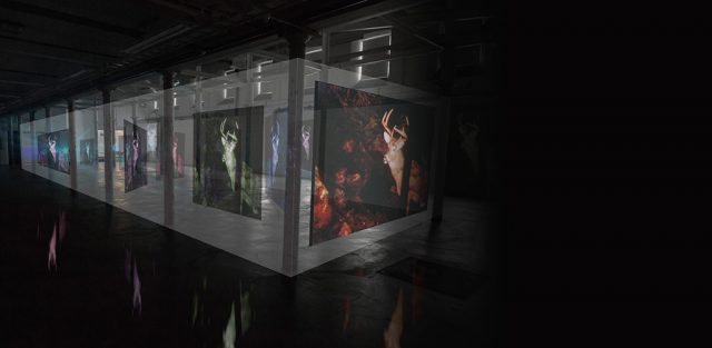 The Secret of the Forest